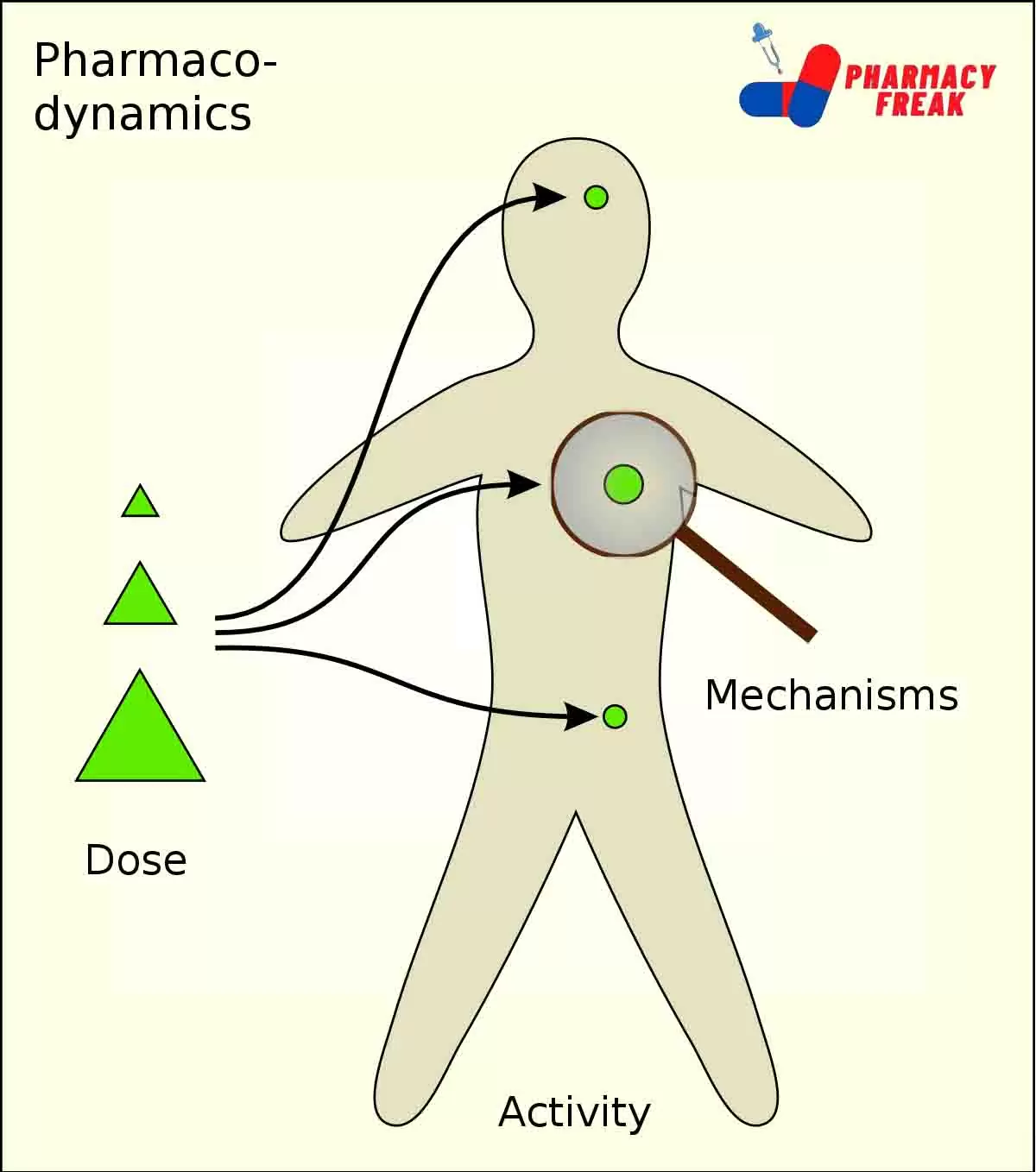 pharmacodynamics process