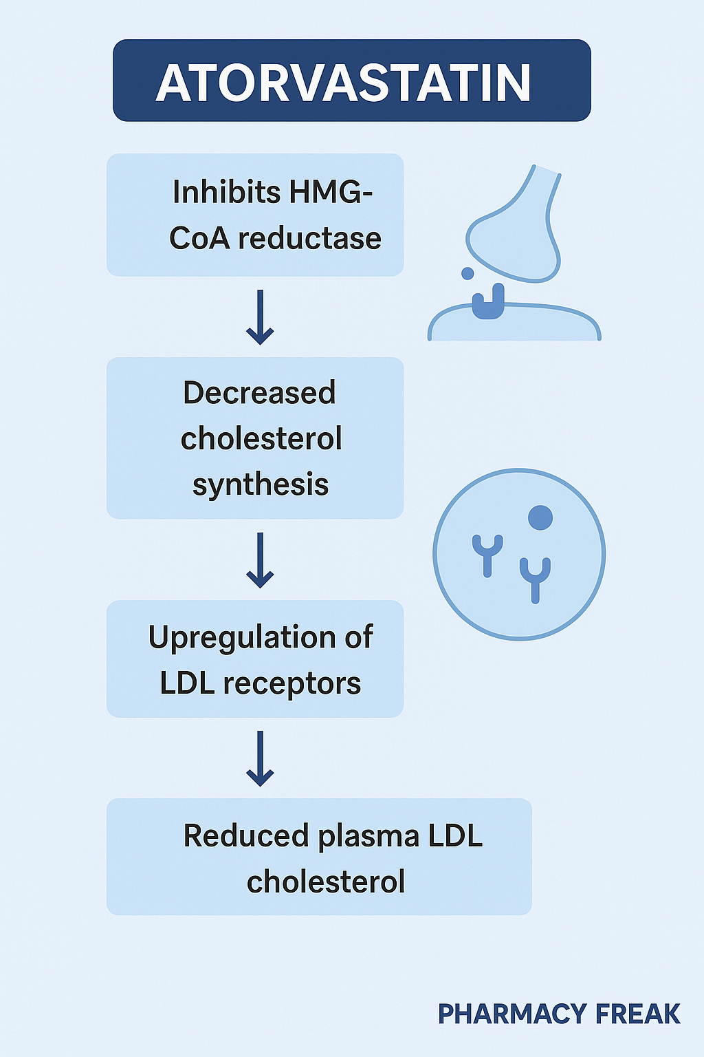 Atorvastatin mechanism of action – HMG-CoA reductase inhibition and LDL receptor upregulation