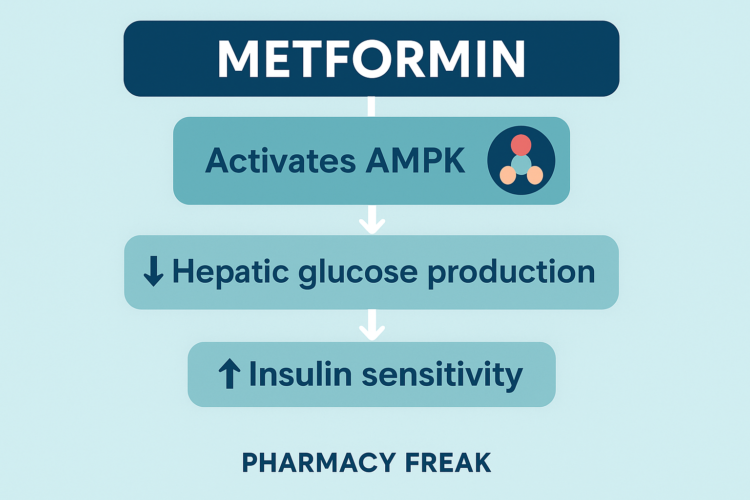Metformin mechanism of action – inhibition of gluconeogenesis and activation of AMPK