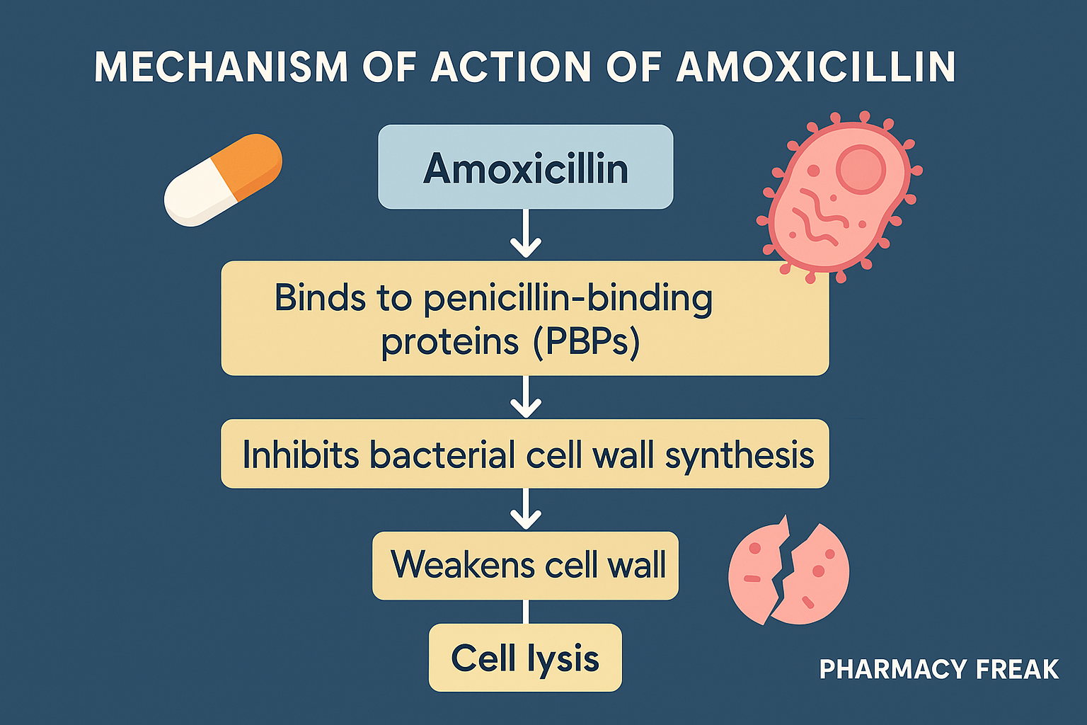 Amoxicillin mechanism of action – inhibition of bacterial cell wall synthesis via PBPs