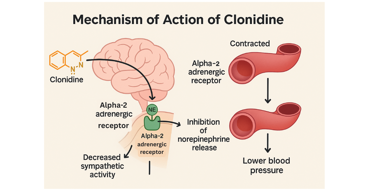 Clonidine MOA – Central α2 Agonist Reducing Sympathetic Outflow