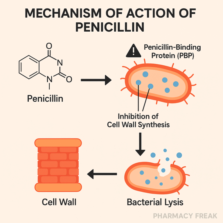 Penicillins MOA – Cell wall synthesis inhibition