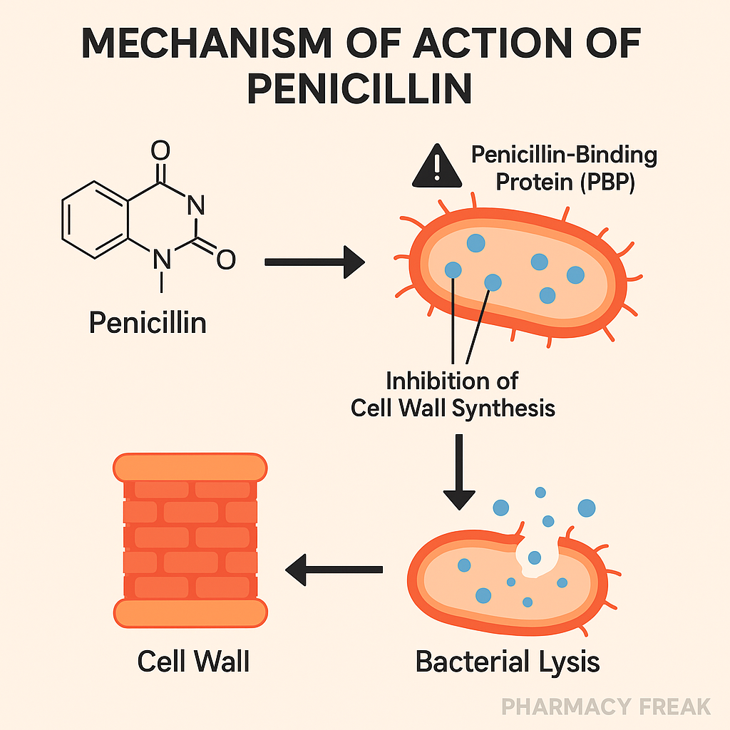 Penicillins MOA – Cell wall synthesis inhibition