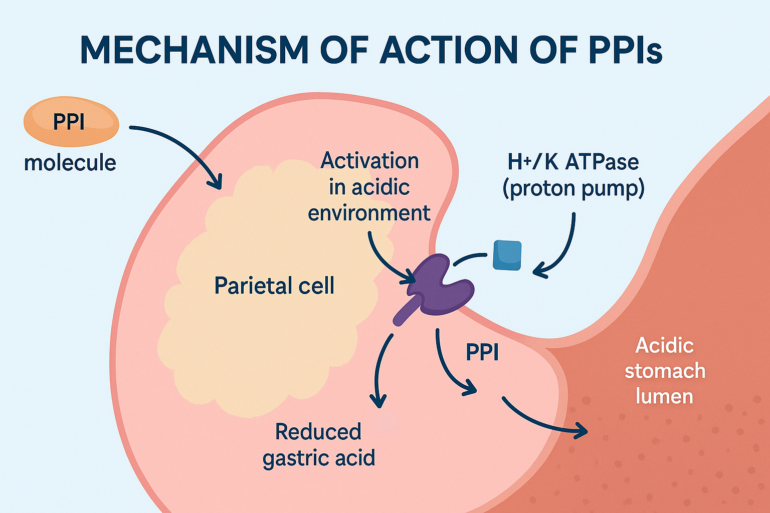 Proton Pump Inhibitor MOA – H⁺/K⁺ ATPase Inhibition