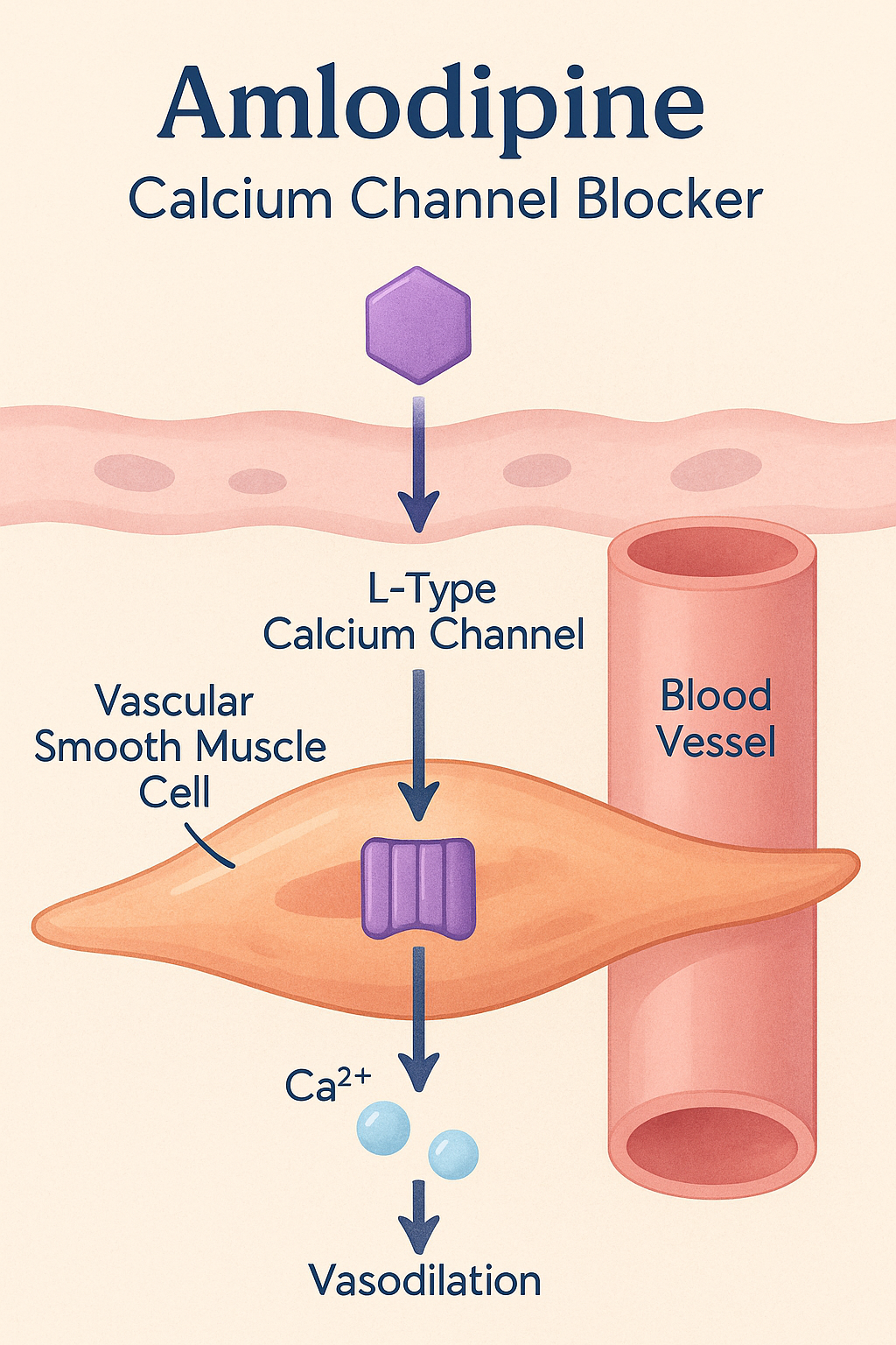 Mechanism of action of Amlodipine showing inhibition of L-type calcium channels in vascular smooth muscle, leading to vasodilation and reduced blood pressure.