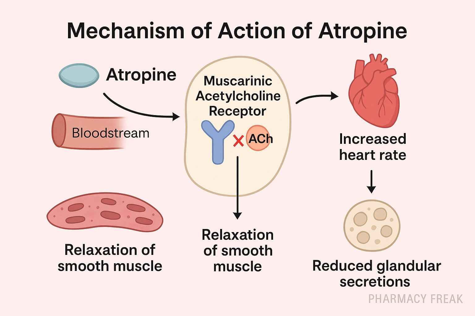 Atropine MOA – Competitive Muscarinic Receptor Antagonist