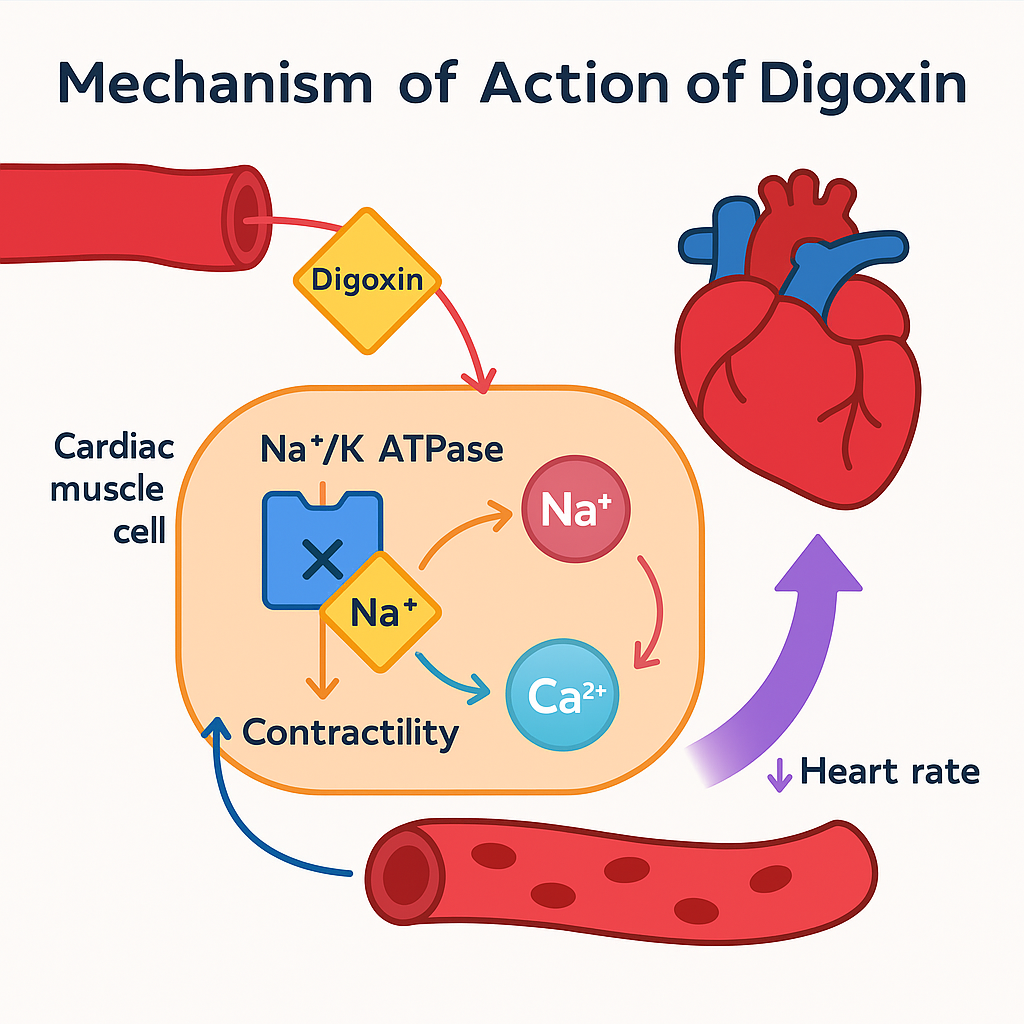 Mechanism of action of Digoxin showing Na+/K+ ATPase inhibition, increased intracellular calcium, enhanced cardiac contractility, and slowed heart rate via AV node effect.