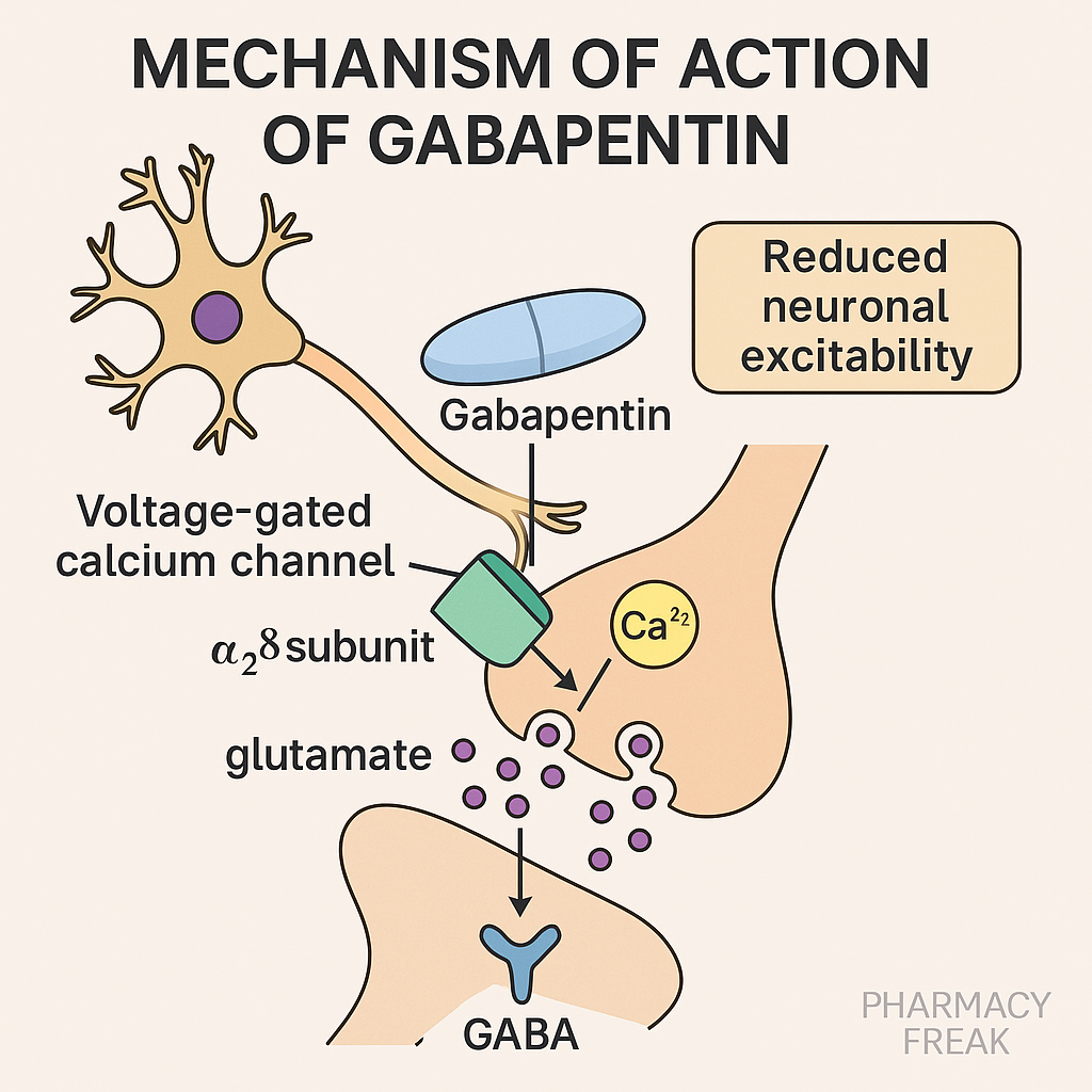 Gabapentin MOA – calcium channel modulator in epilepsy and neuropathic pain