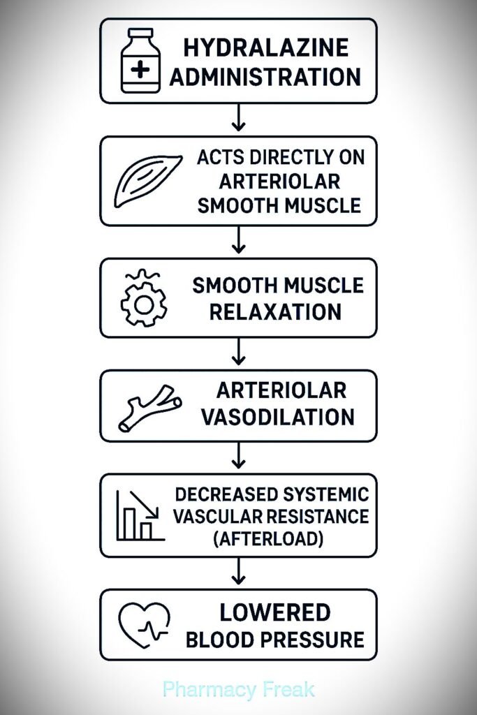 Flowchart of hydralazine mechanism of action