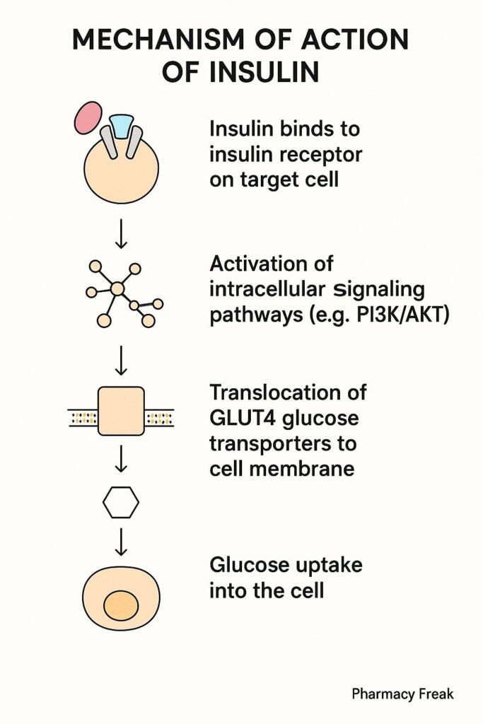 FLOWCHART OF MOA OF INSULIN