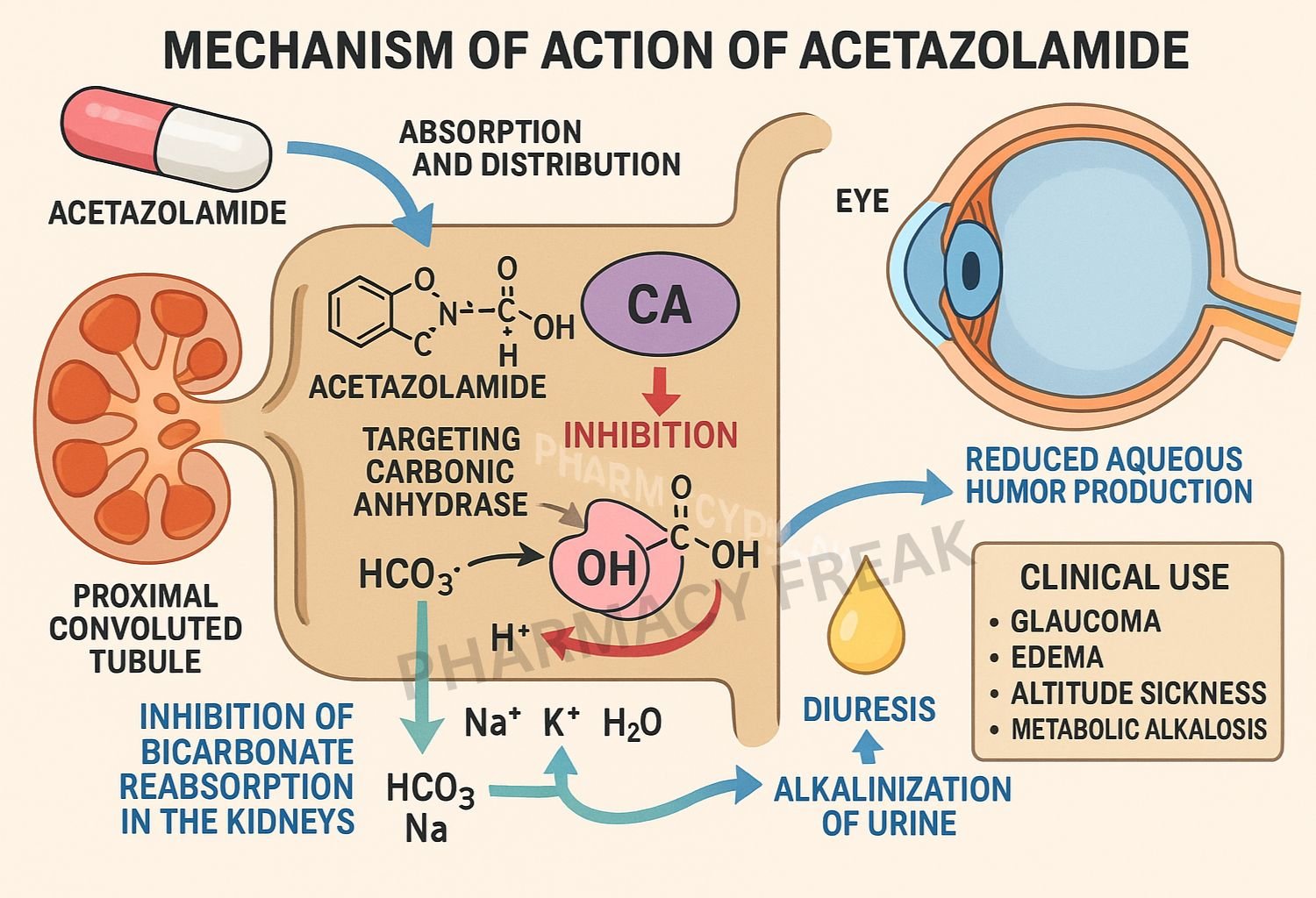 Acetazolamide Mechanism of Action