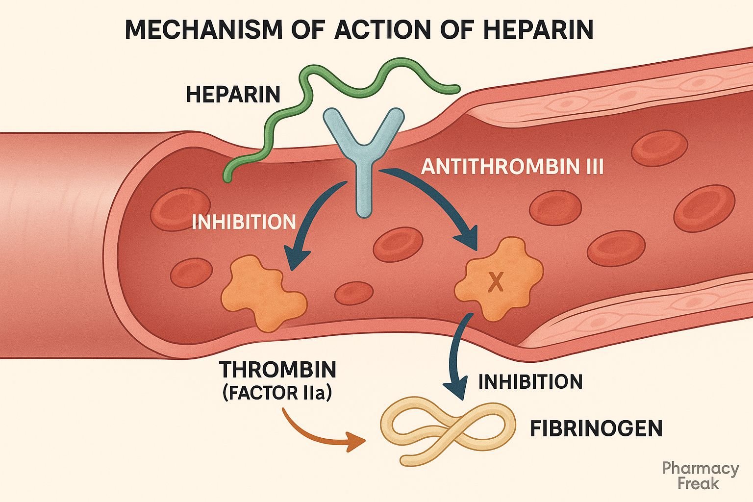 Heparin mechanism of action