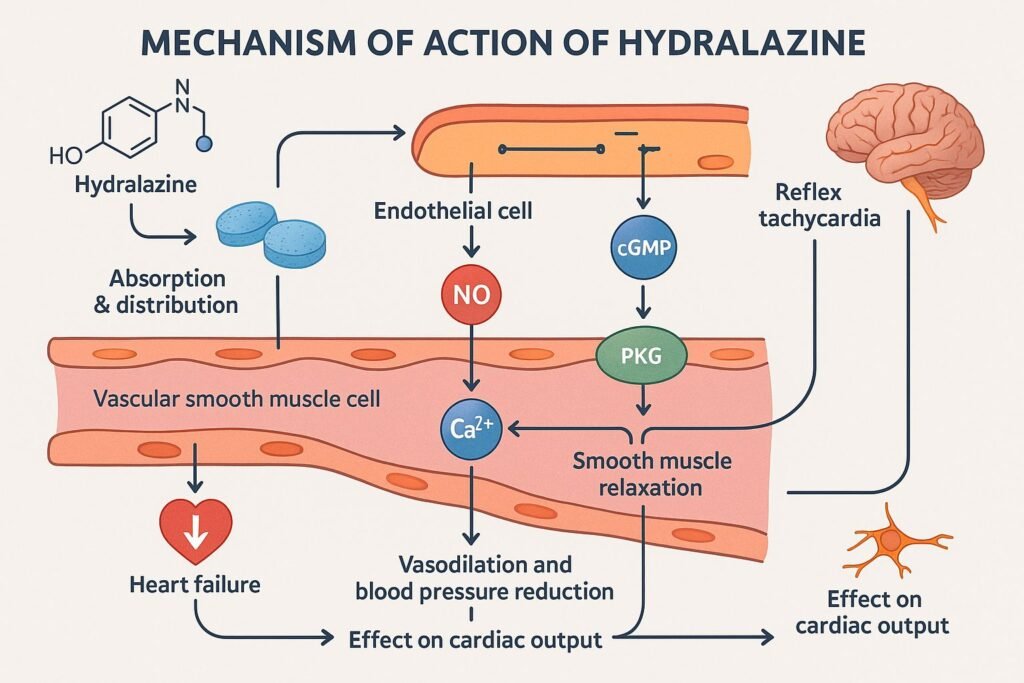  Hydralazine Mechanism of Action Diagram