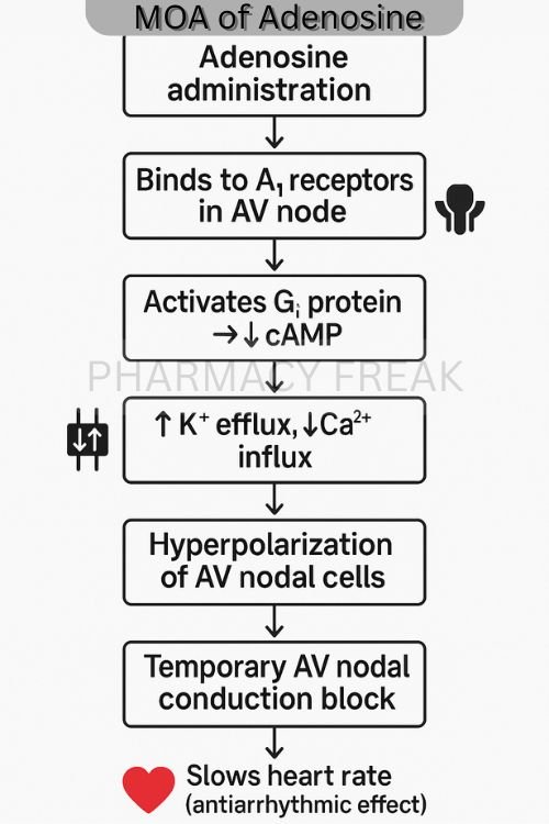 Adenosine Mechanism of Action flowchart