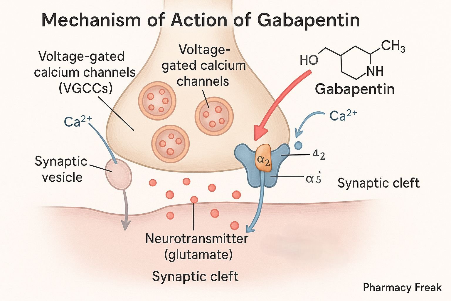 Illustration of Gabapentin's mechanism of action on voltage-gated calcium channels