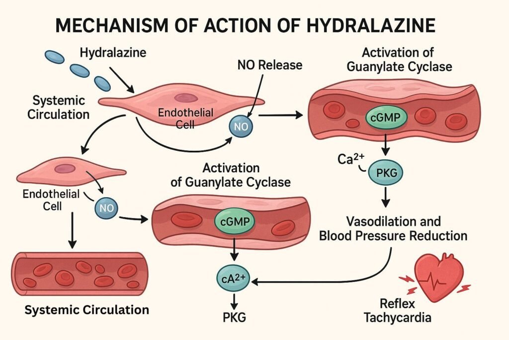 Mechanism of Action of Hydralazine