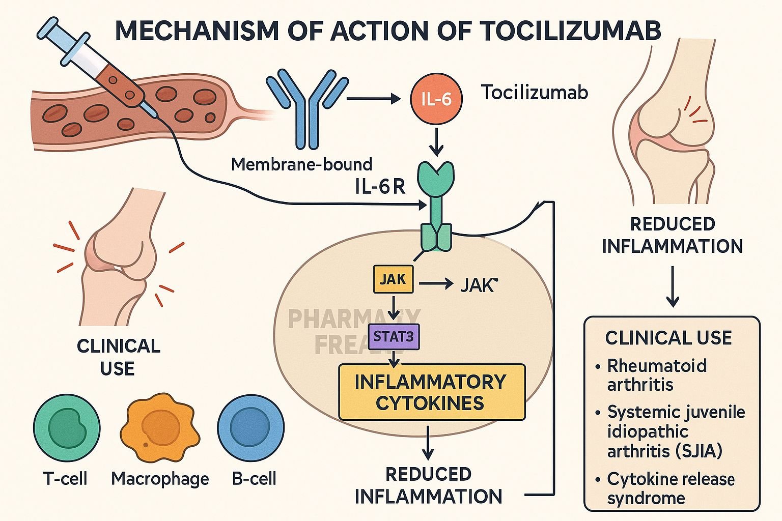 Mechanism of action of Tocilizumab