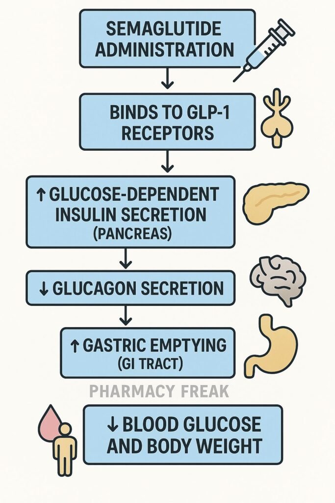Mechanism of action of Semaglutide flowchart