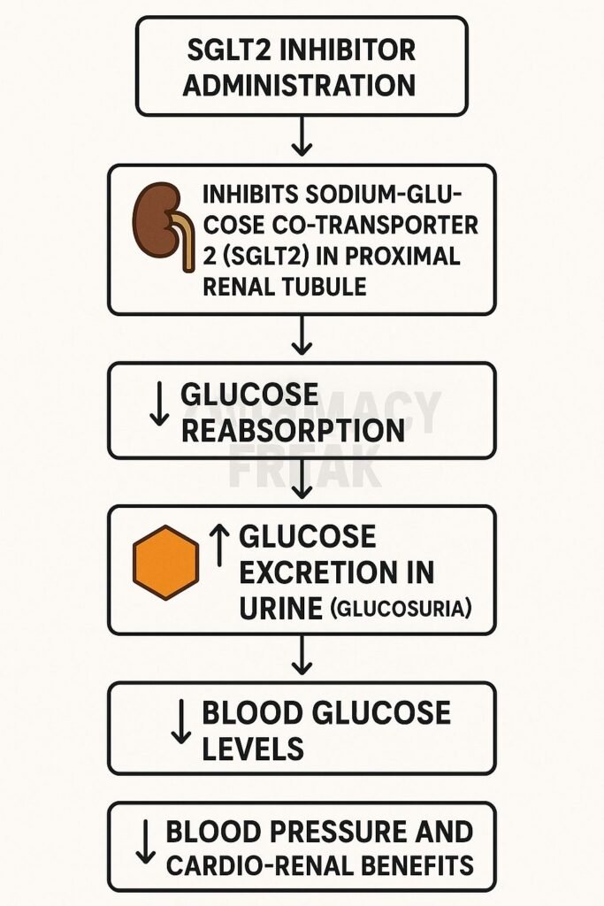 Mechanism of action of SGLT2 inhibitors flowchart