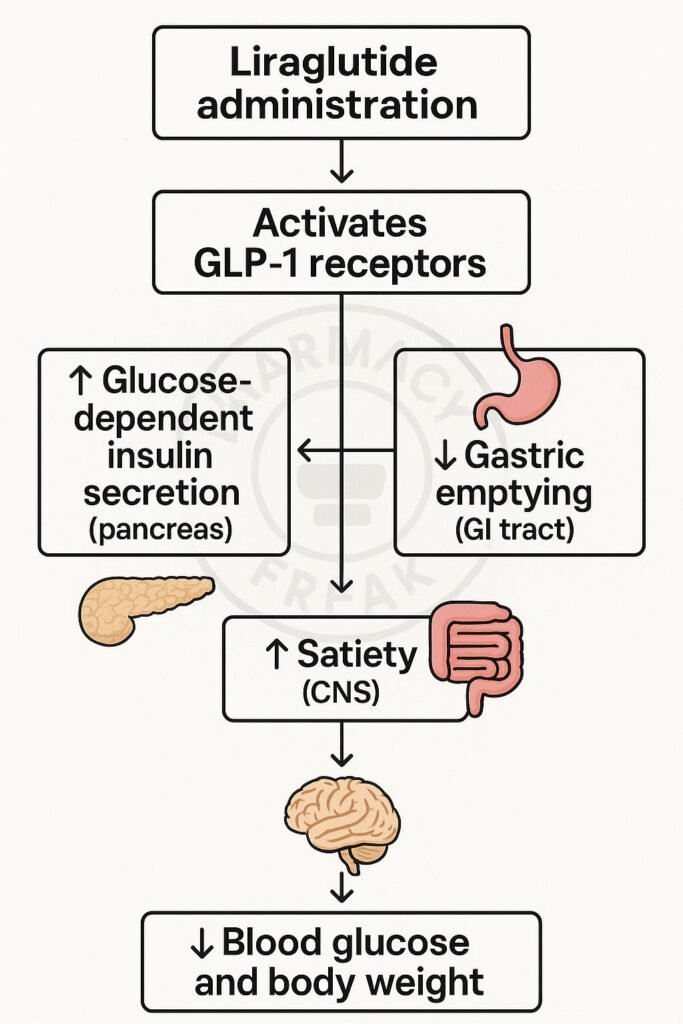  Mechanism of action of Liraglutide flowchart