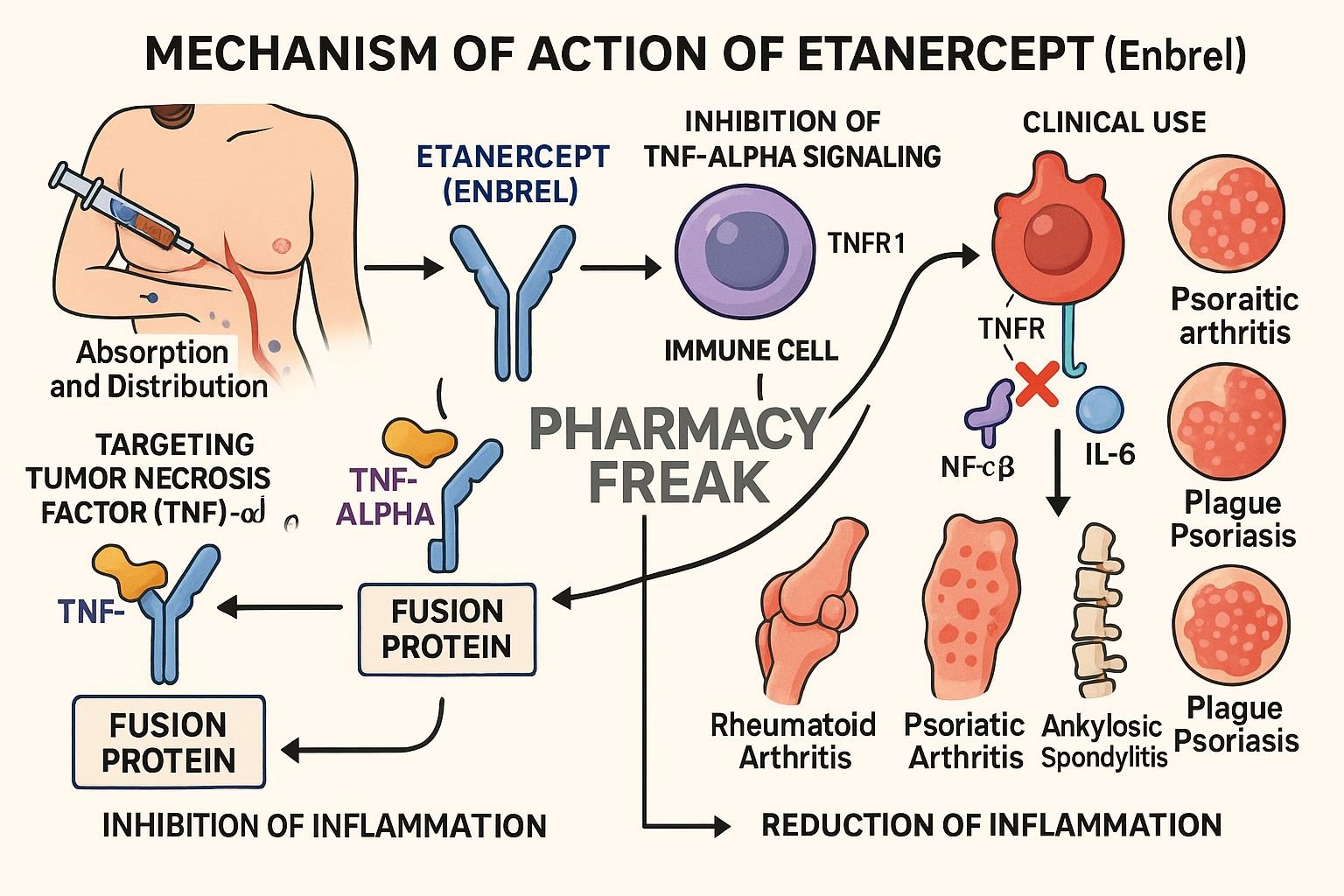 Mechanism of action of Etanercept