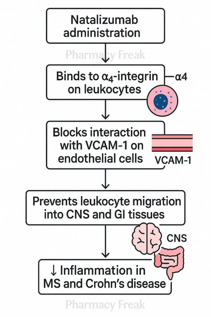 Mechanism of action of Natalizumab flowchart