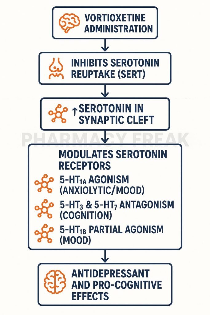 Mechanism of action of Vortioxetine flowchart