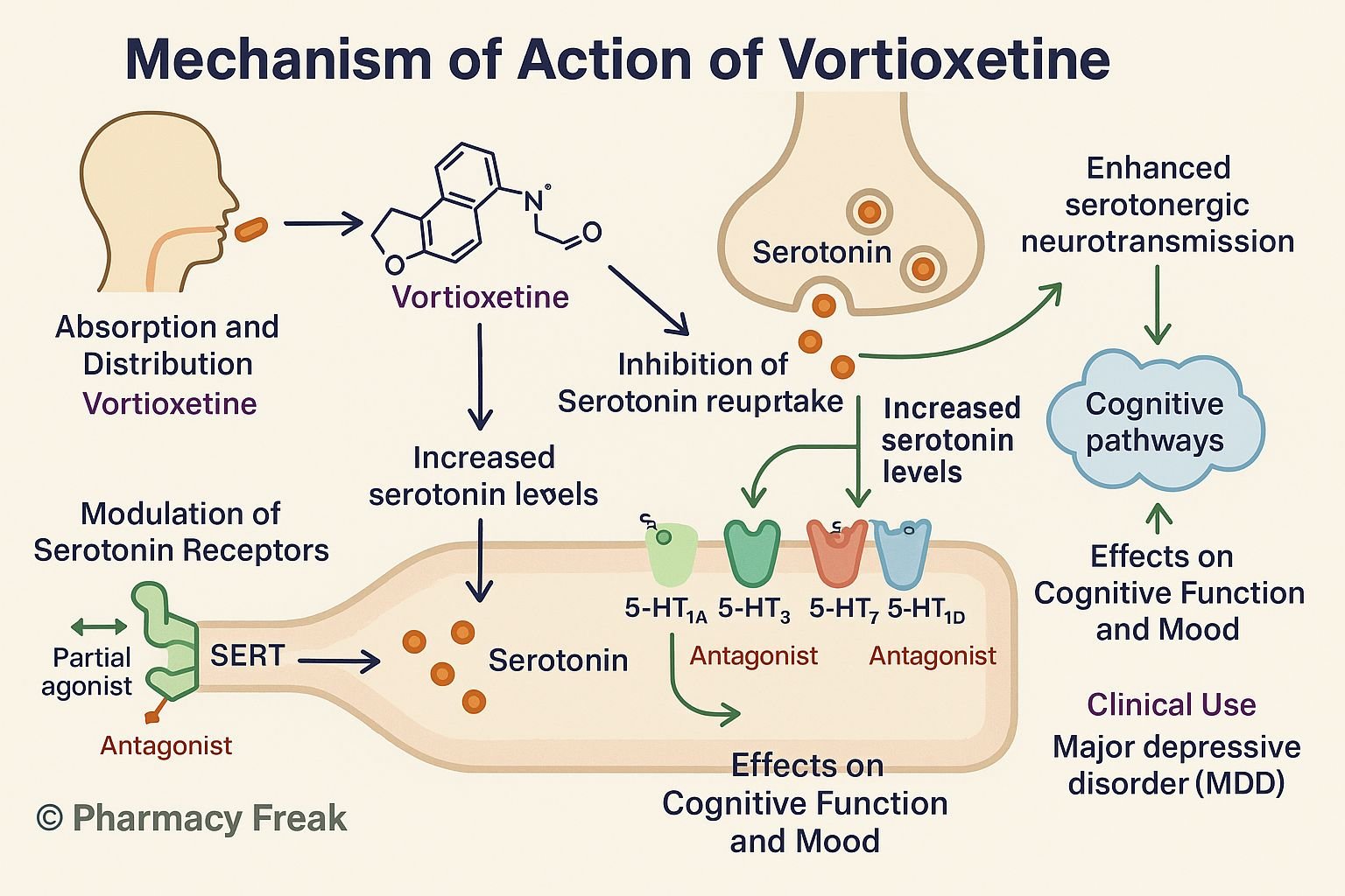 Mechanism of action of Vortioxetine