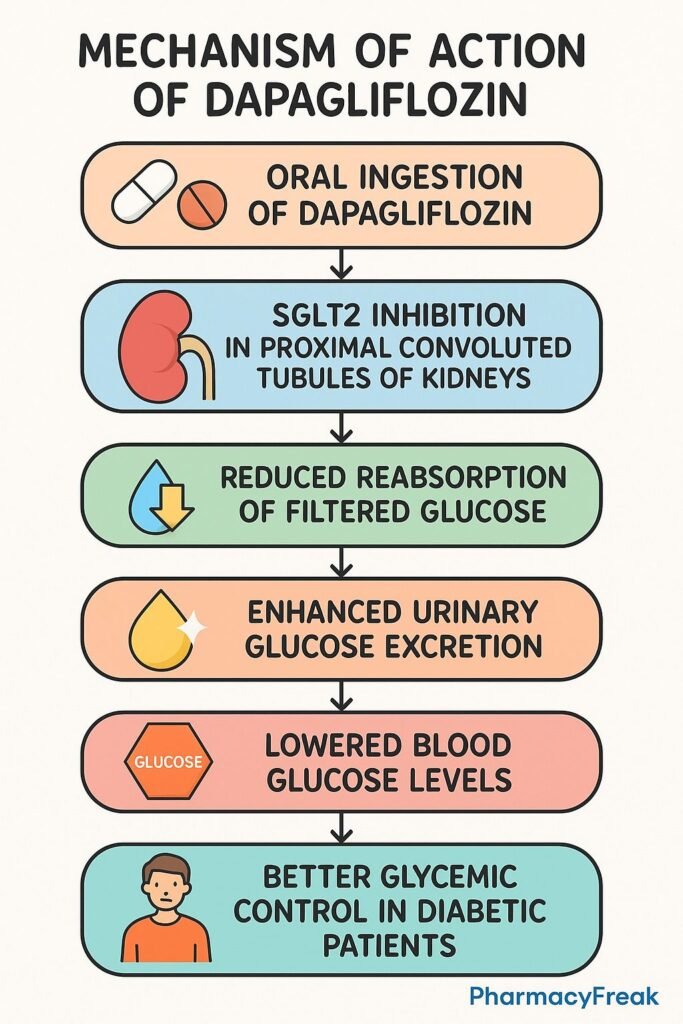 Mechanism of action of Dapagliflozin flowchart