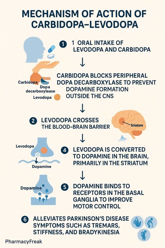 Mechanism of action of Carbidopa–Levodopa flowchart