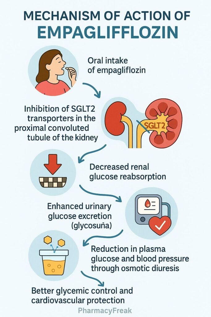 Mechanism of action of Empagliflozin flowchart