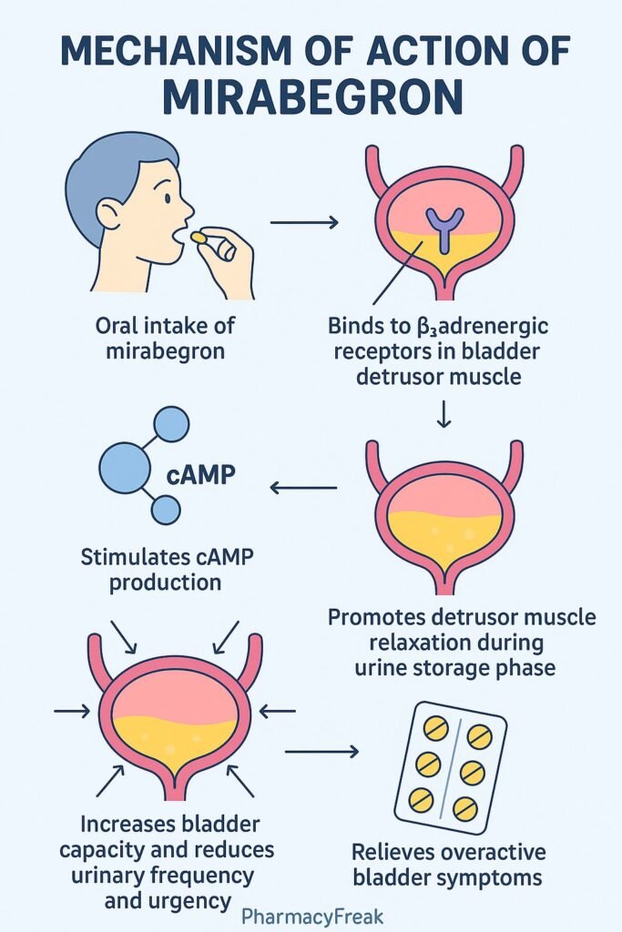 Mechanism of action of Mirabegron flowchart