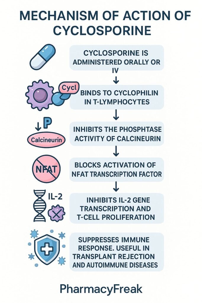 Mechanism of action of Cyclosporine flowchart