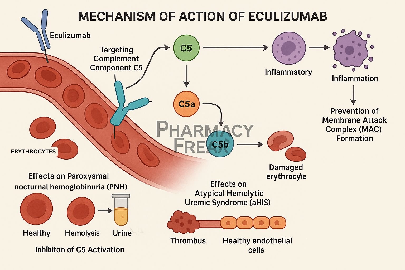 Mechanism of action of Eculizumab