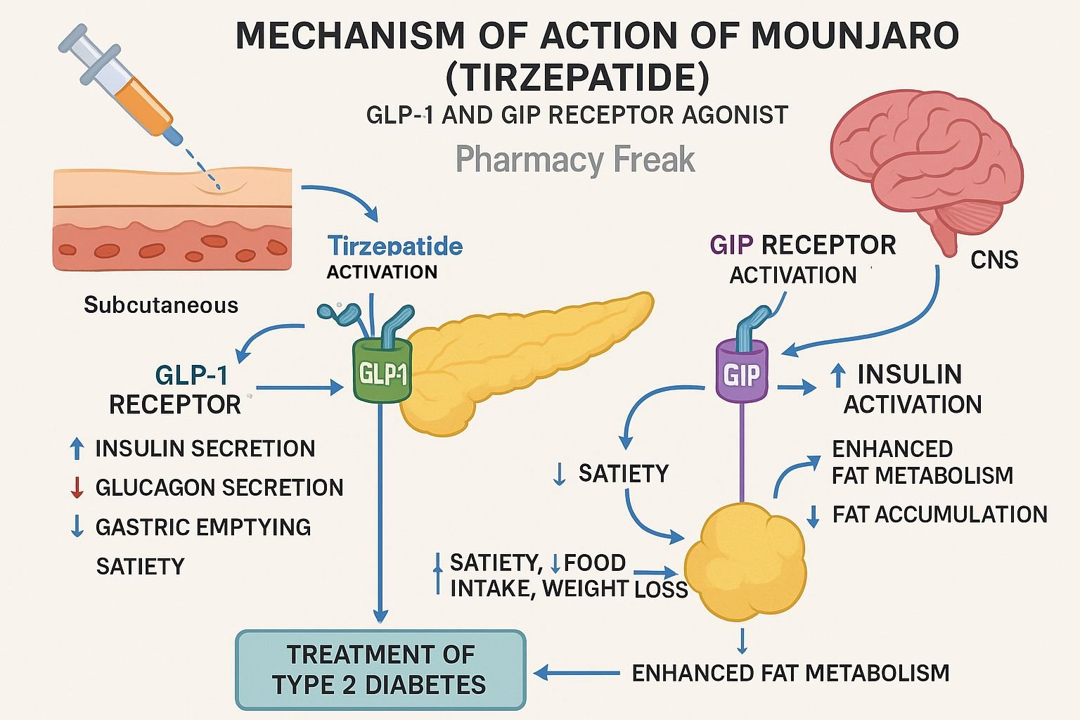 Mounjaro Mechanism of Action