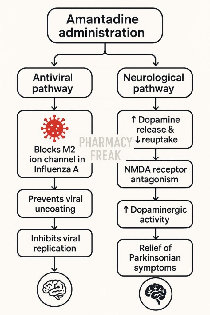 Mechanism of action of Amantadine flowchart