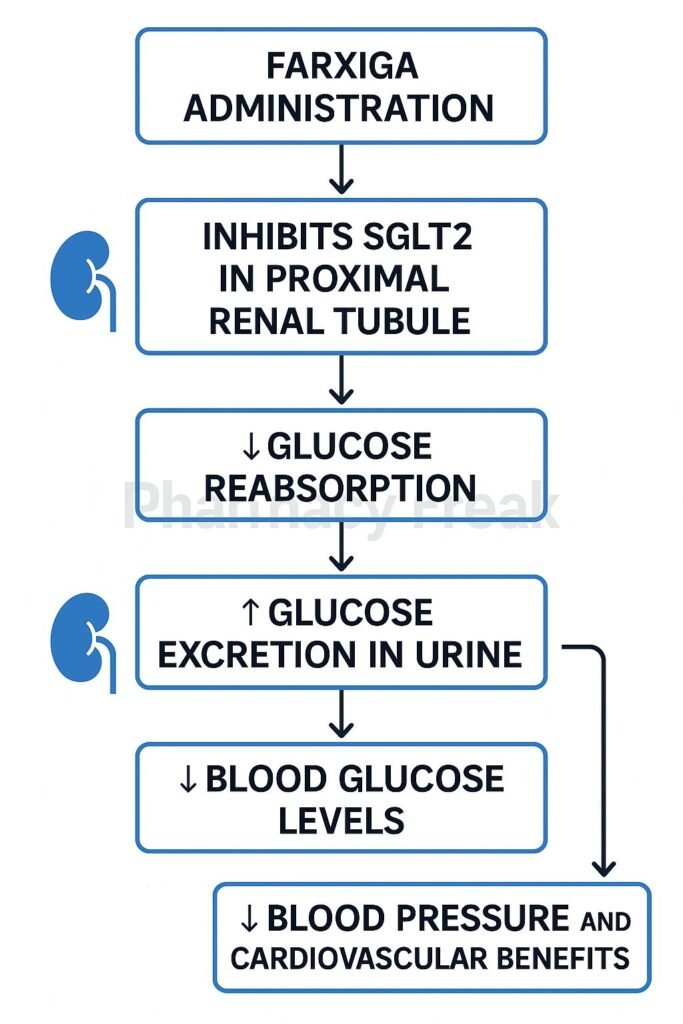 Flowchart  Mechanism of Action of Farxiga