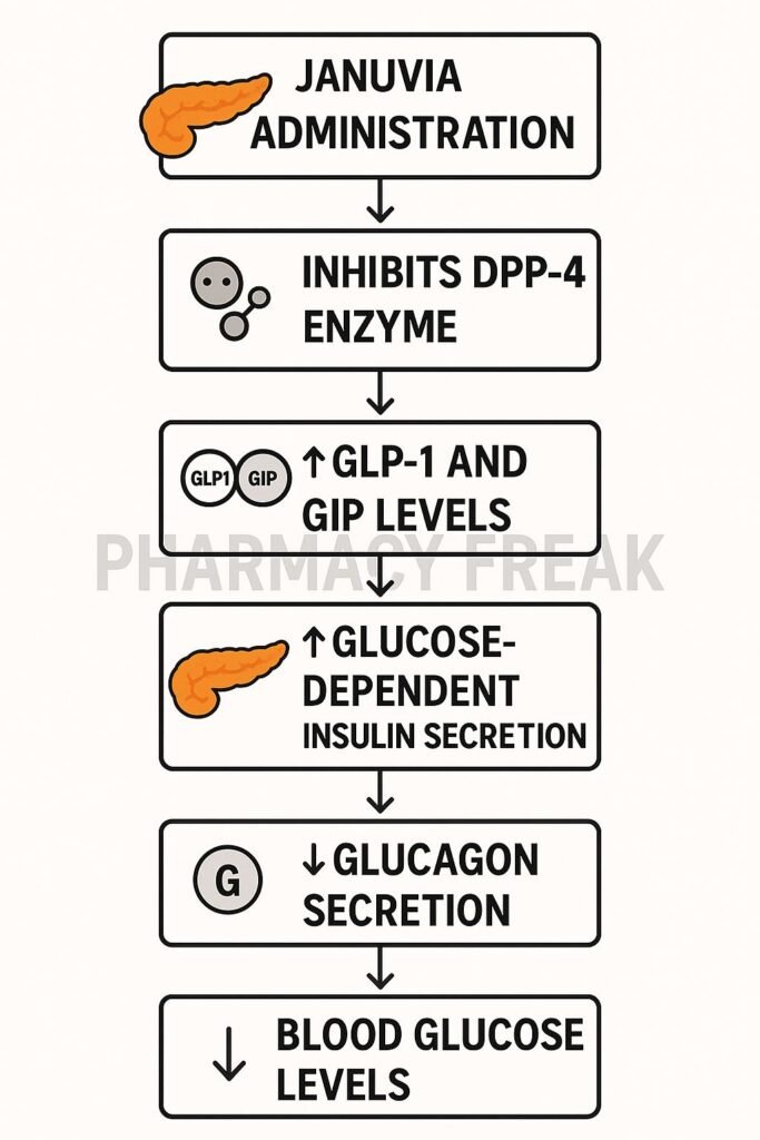 Mechanism of action of Januvia flowchart
