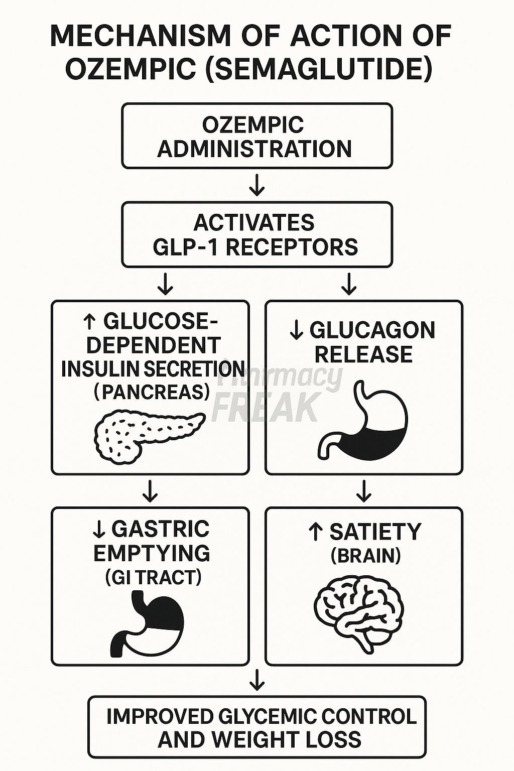 The Mechanism Behind GLP-1 Agonists: More Than Just Weight Loss