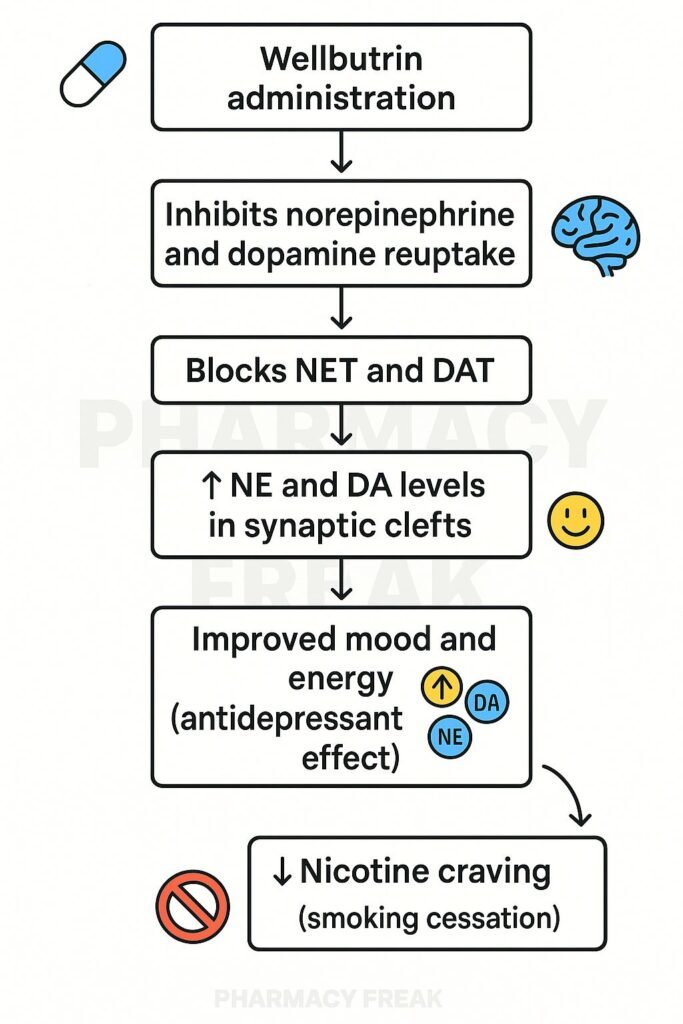 Mechanism of action of Wellbutrin flowchart