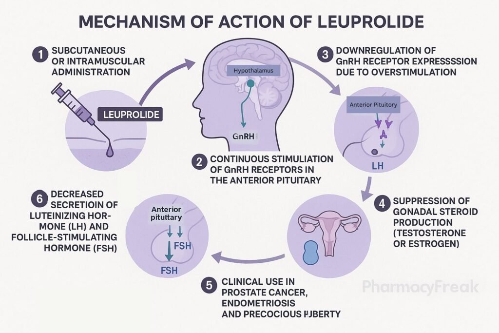 Leuprolide Mechanism of Action