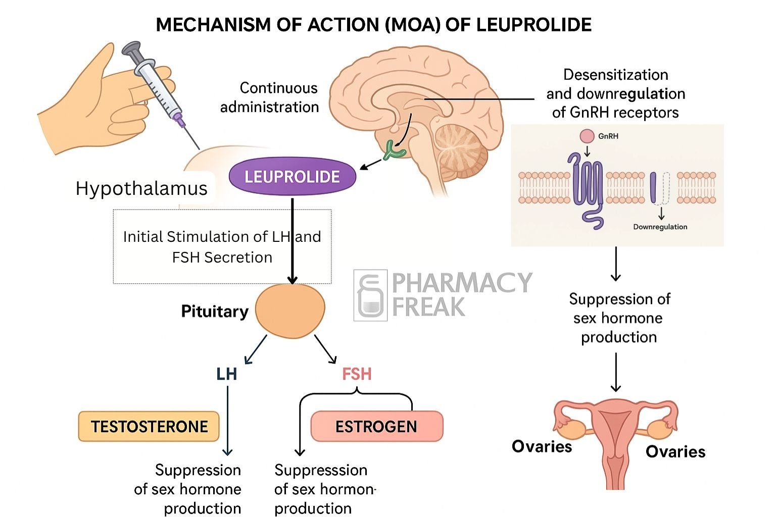 Mechanism of action of Leuprolide