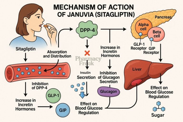 Mechanism of action of Januvia