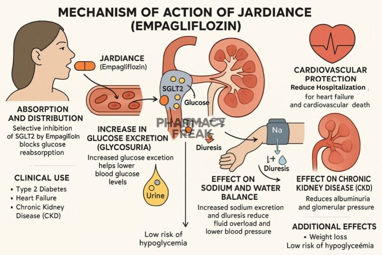 Mechanism of action of Jardiance