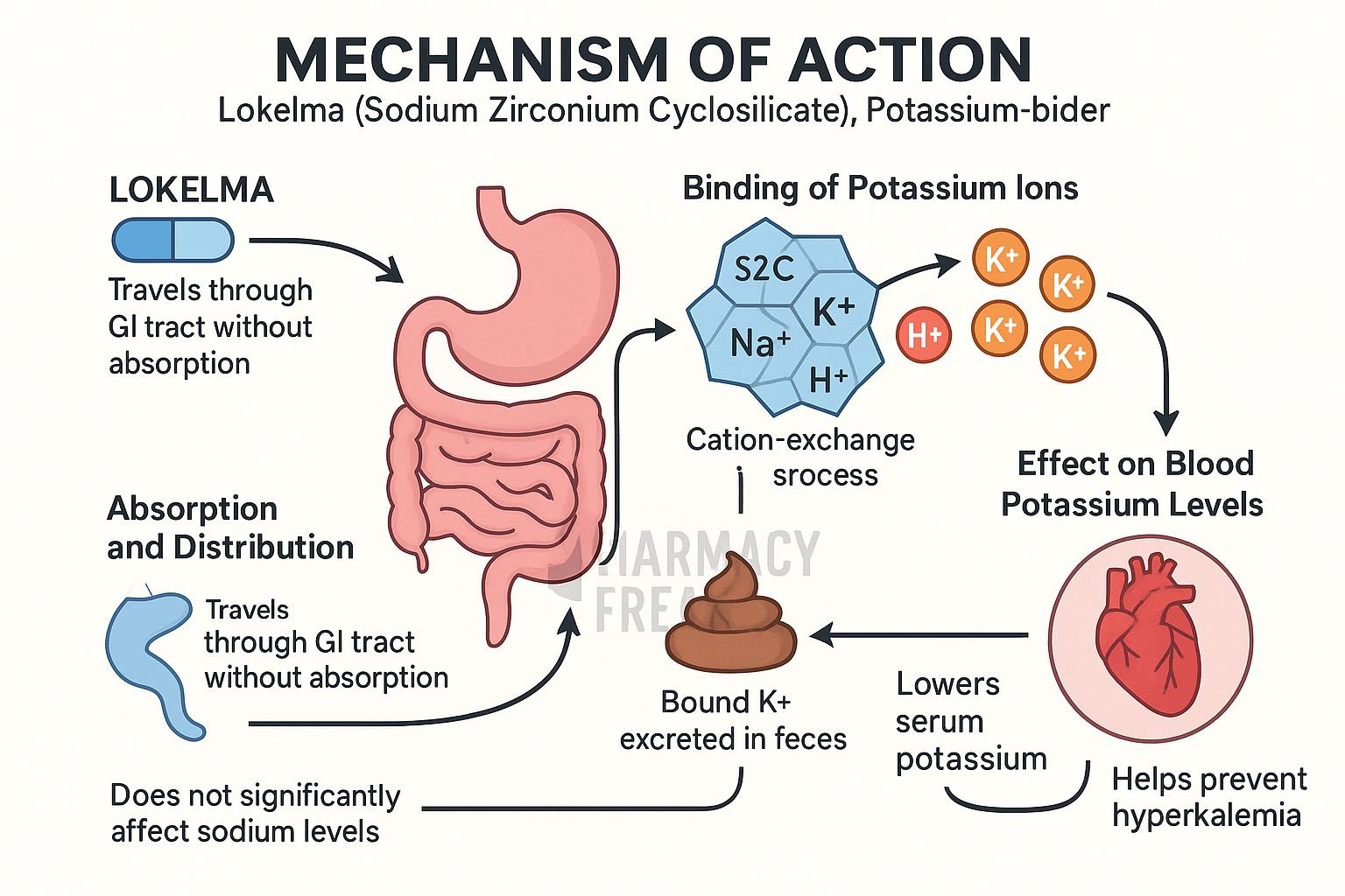 Lokelma Mechanism of Action