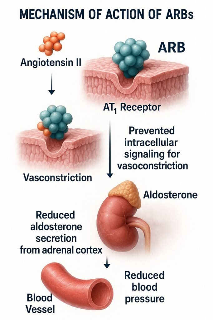 Mechanism of action of ARBs Flowchart