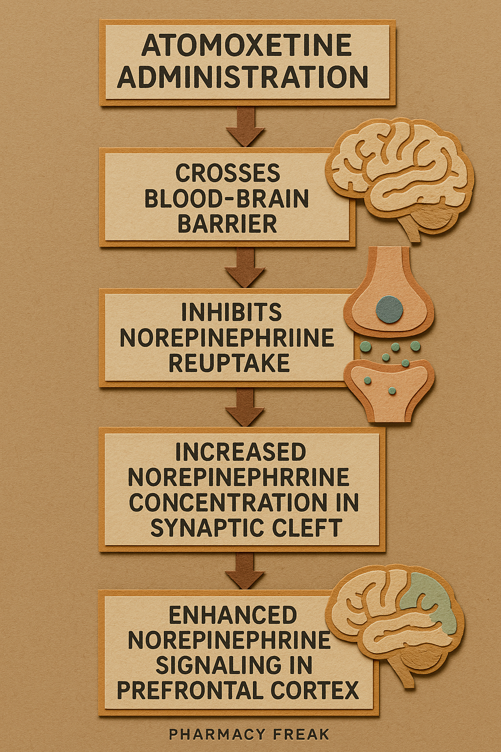 Mechanism of action of Atomoxetine flowchart
