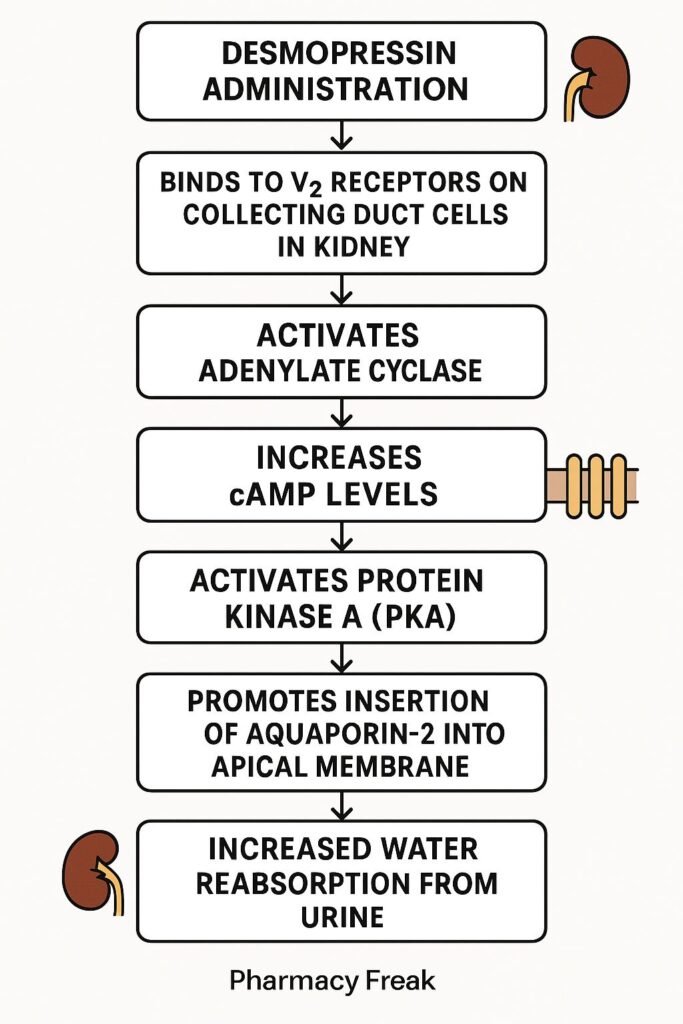 Desmopressin Mechanism of Action flowchart