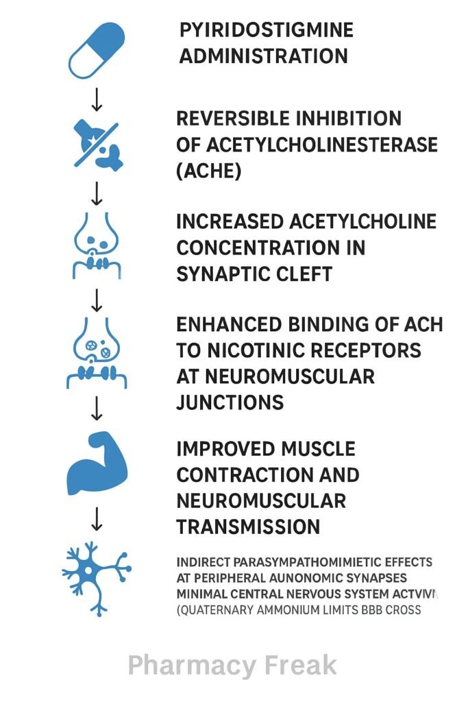 mechanism of action of pyridostigmine flowchart