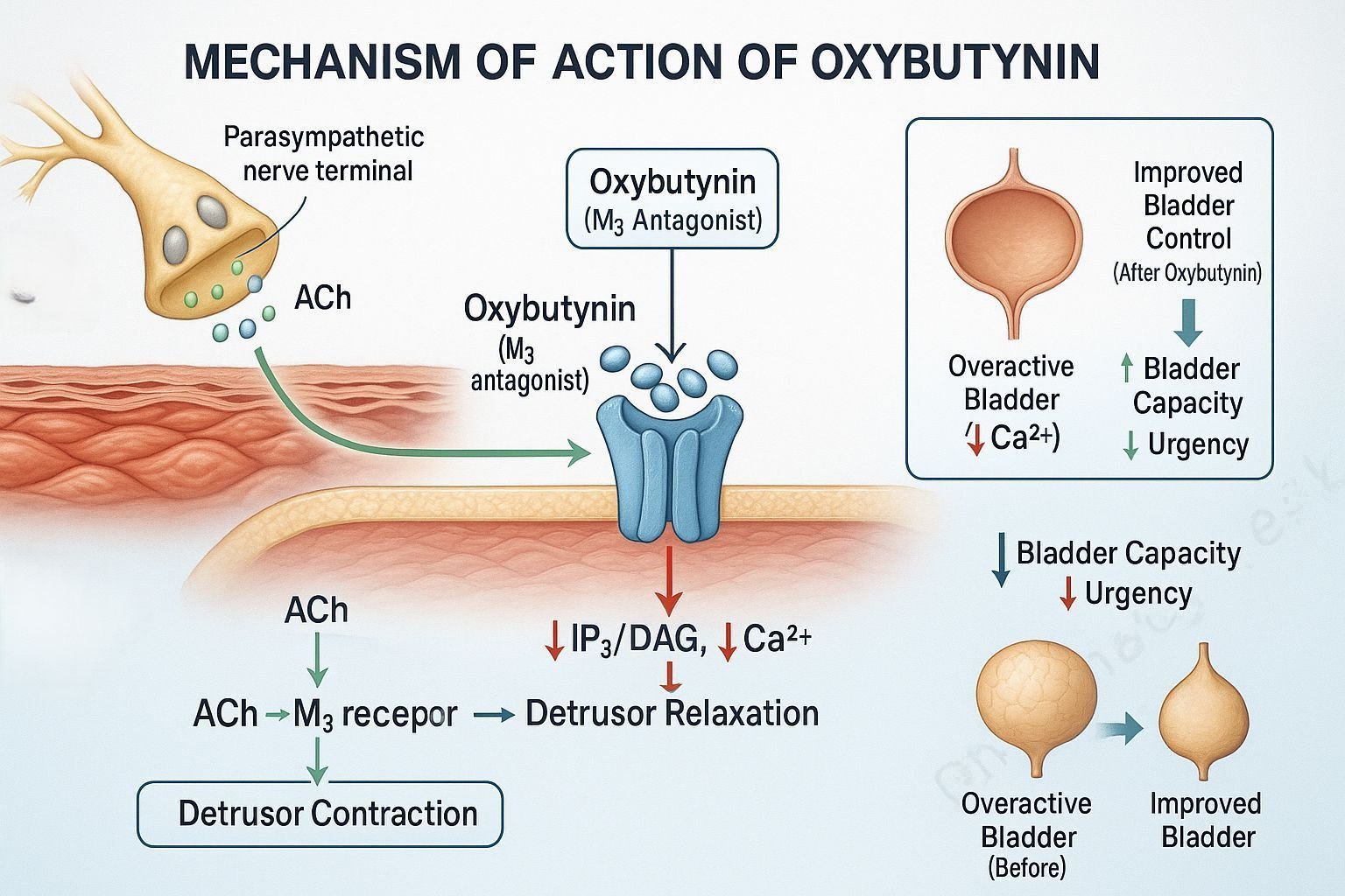 Mechanism of action of Oxybutynin